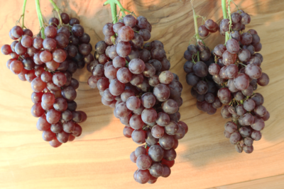 Exciting fruit Champagne-Grapes