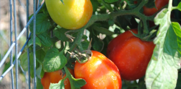 Valley Natural Foods Community Garden