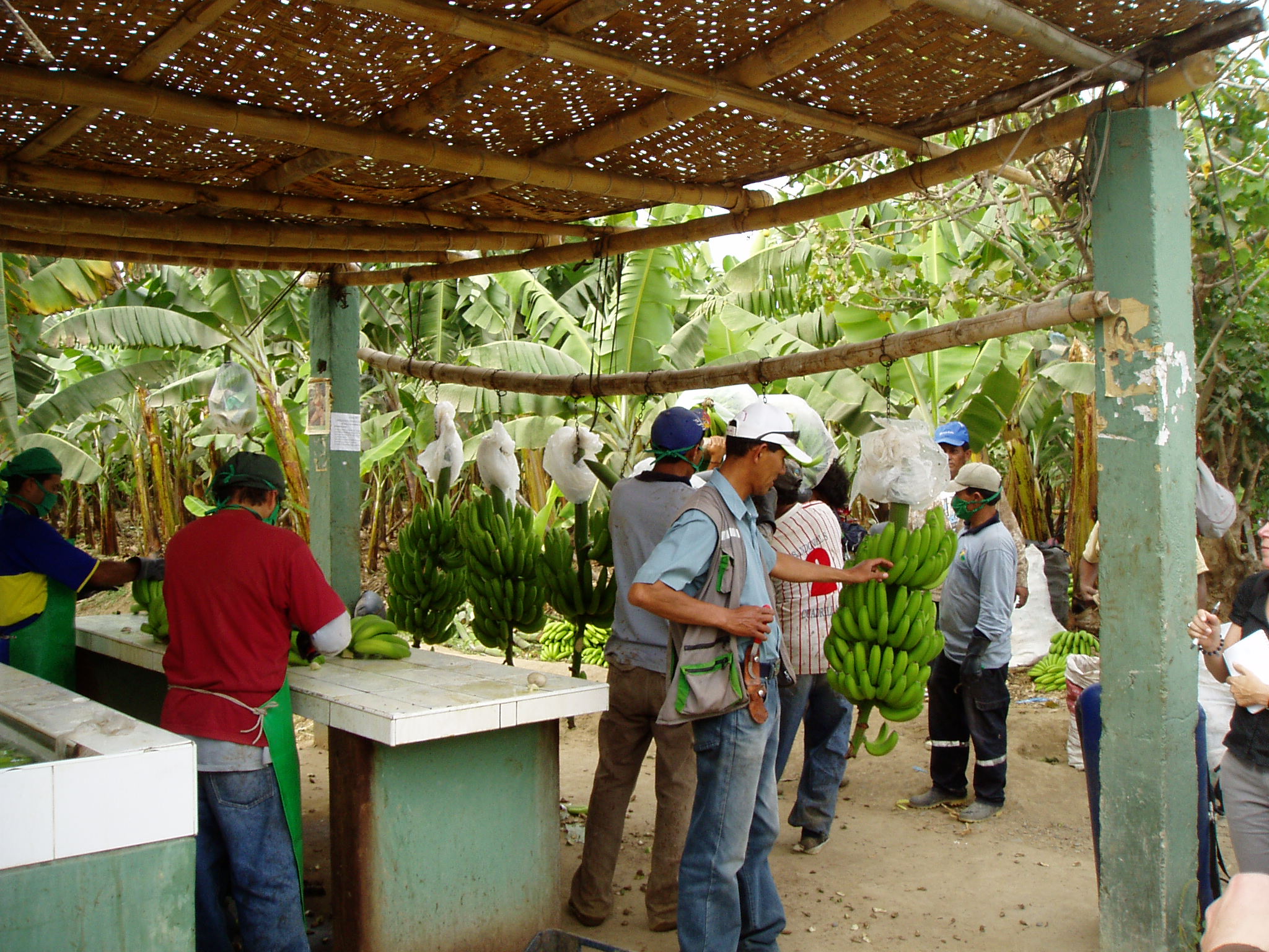 Fair Trade Equal Exchange Bananas at Valley Natural Foods