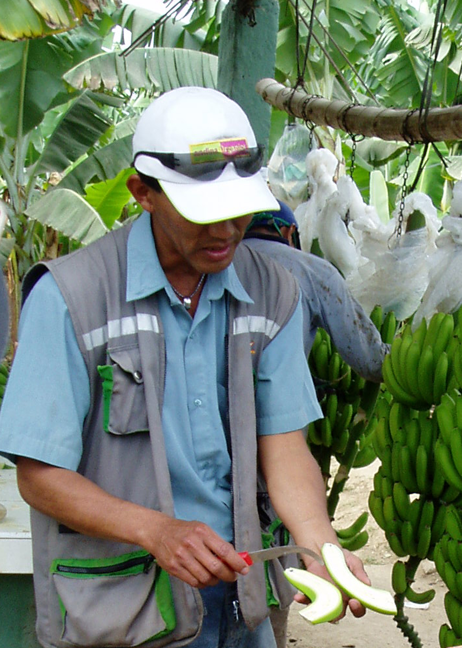 Fair Trade Equal Exchange Bananas at Valley Natural Foods