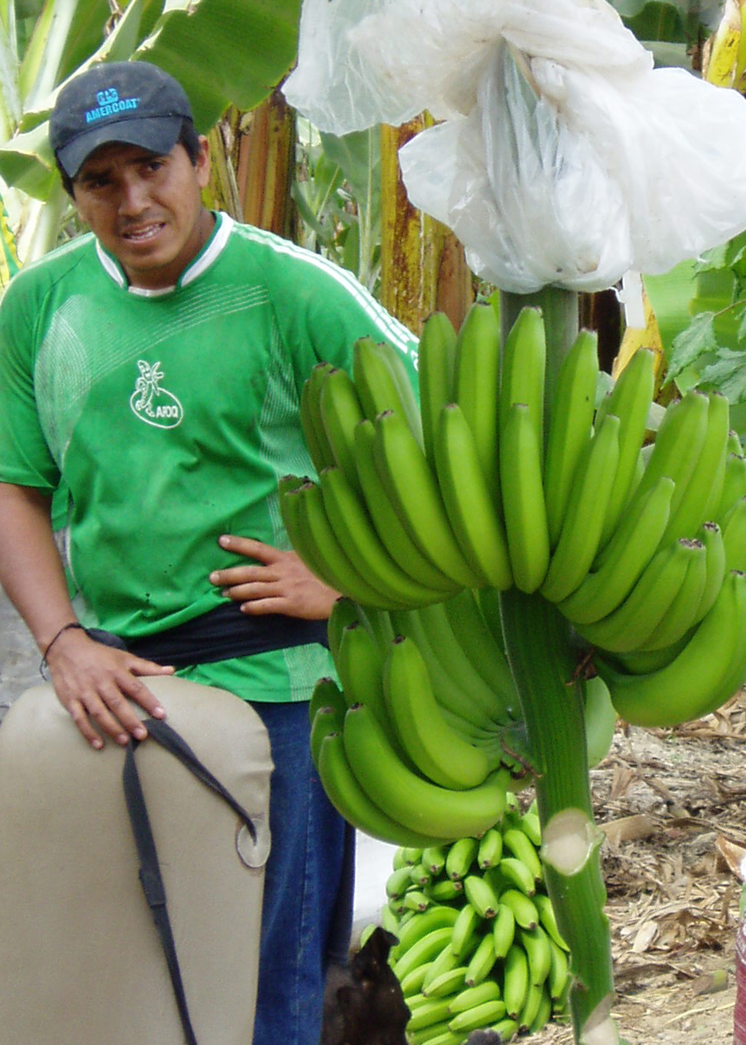 Fair Trade Equal Exchange Bananas at Valley Natural Foods